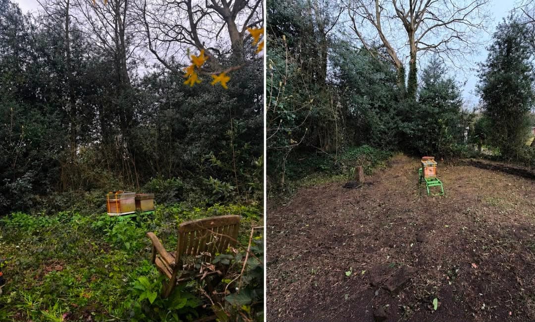 Before and after: beehives buried in brambles and ivy, then the same spot cleared back to bare ground